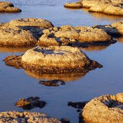 A billion-year-old living organism thumbnail