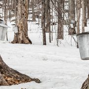 Canada's Indigenous food renaissance thumbnail