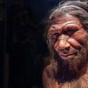 What was sex with a Neanderthal like? thumbnail