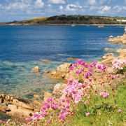 Flowers and ocean from St Marys, Isles of Scilly thumbnail