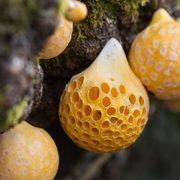 Close-up of a Cyttaria hariotii, also known as llao llao mushroom thumbnail