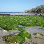 Clumps of seaweed on low-tide beach in Finistere thumbnail