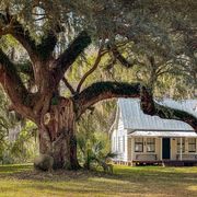 Moses Ficklin Gullah cottage and large moss-draped oak tree on Daufuskie Island, South Carolina thumbnail
