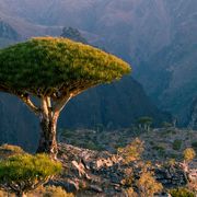 The hermit of Socotra Island thumbnail
