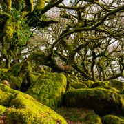 The gnarled, moss-covered oaks of Wistman's Wood, Dartmoor National Park. thumbnail