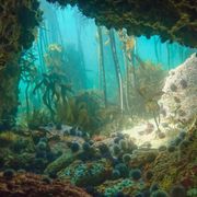 Underwater kelp forests South Africa thumbnail