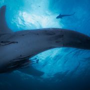 The 'sea nomads' that live with sharks thumbnail