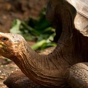 Diego, the tortoise who almost single handedly saved his own species thumbnail