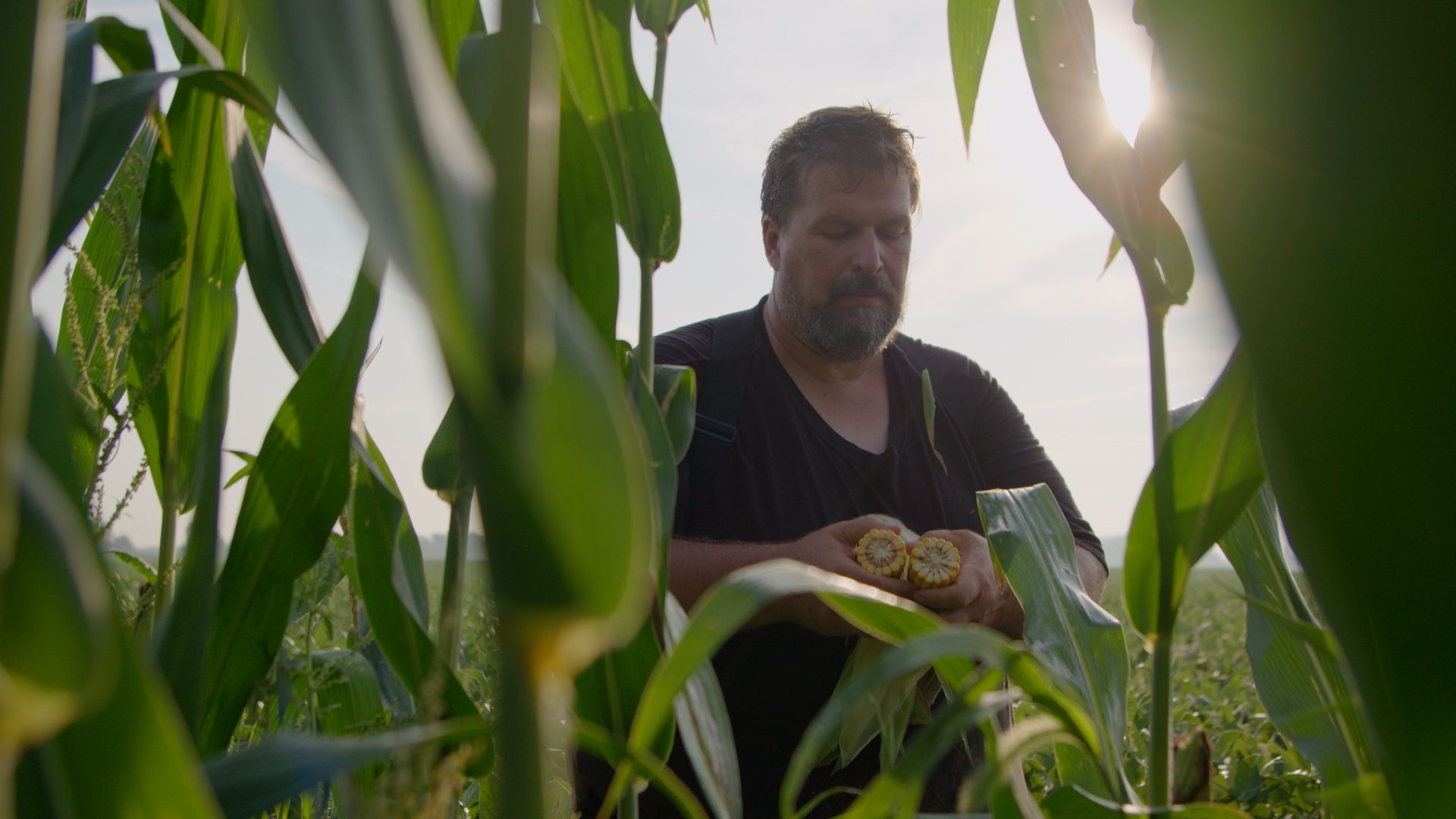 Farmer inspecting corn in the field