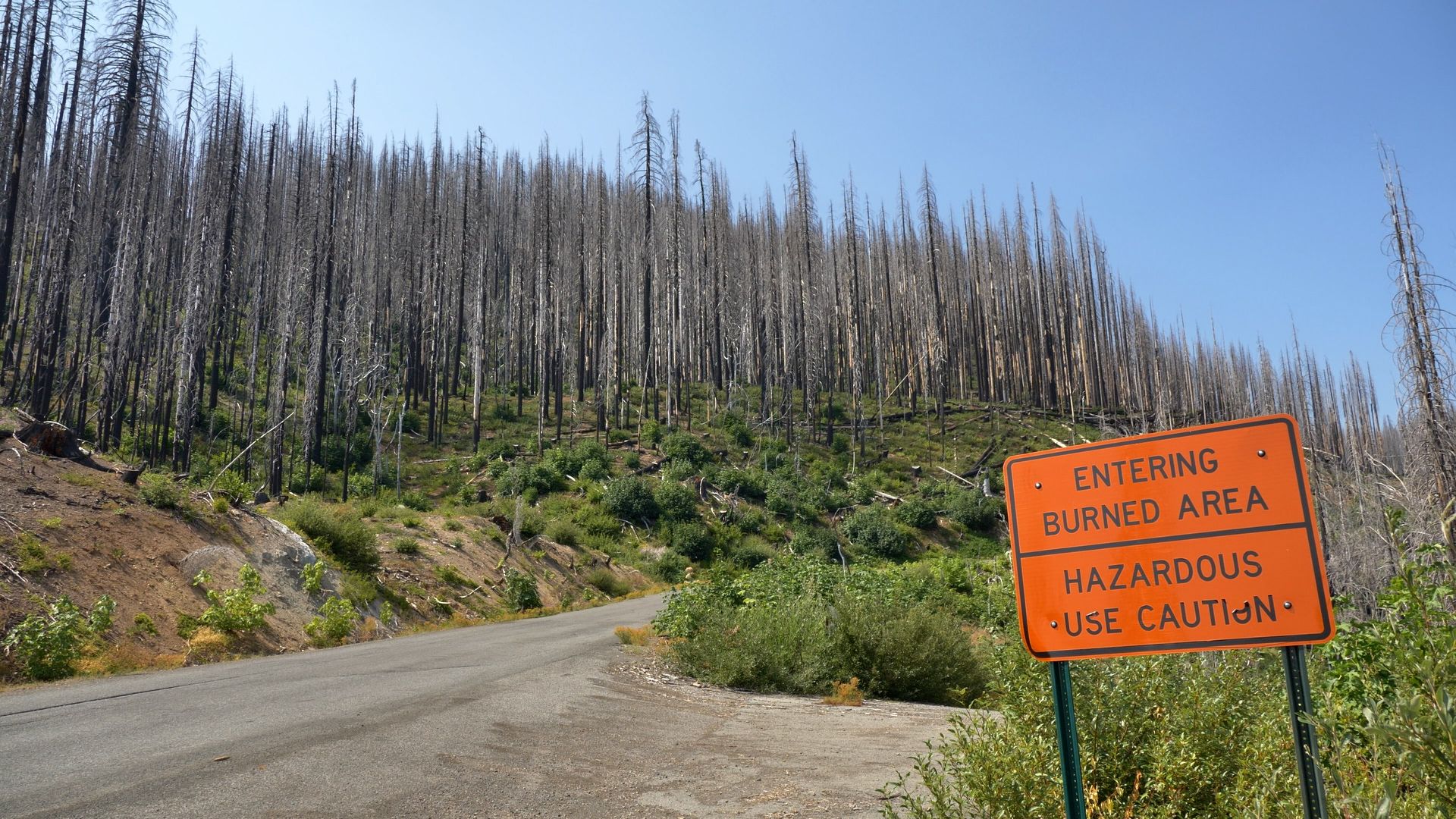 Entrance to a forest affected by wildfire