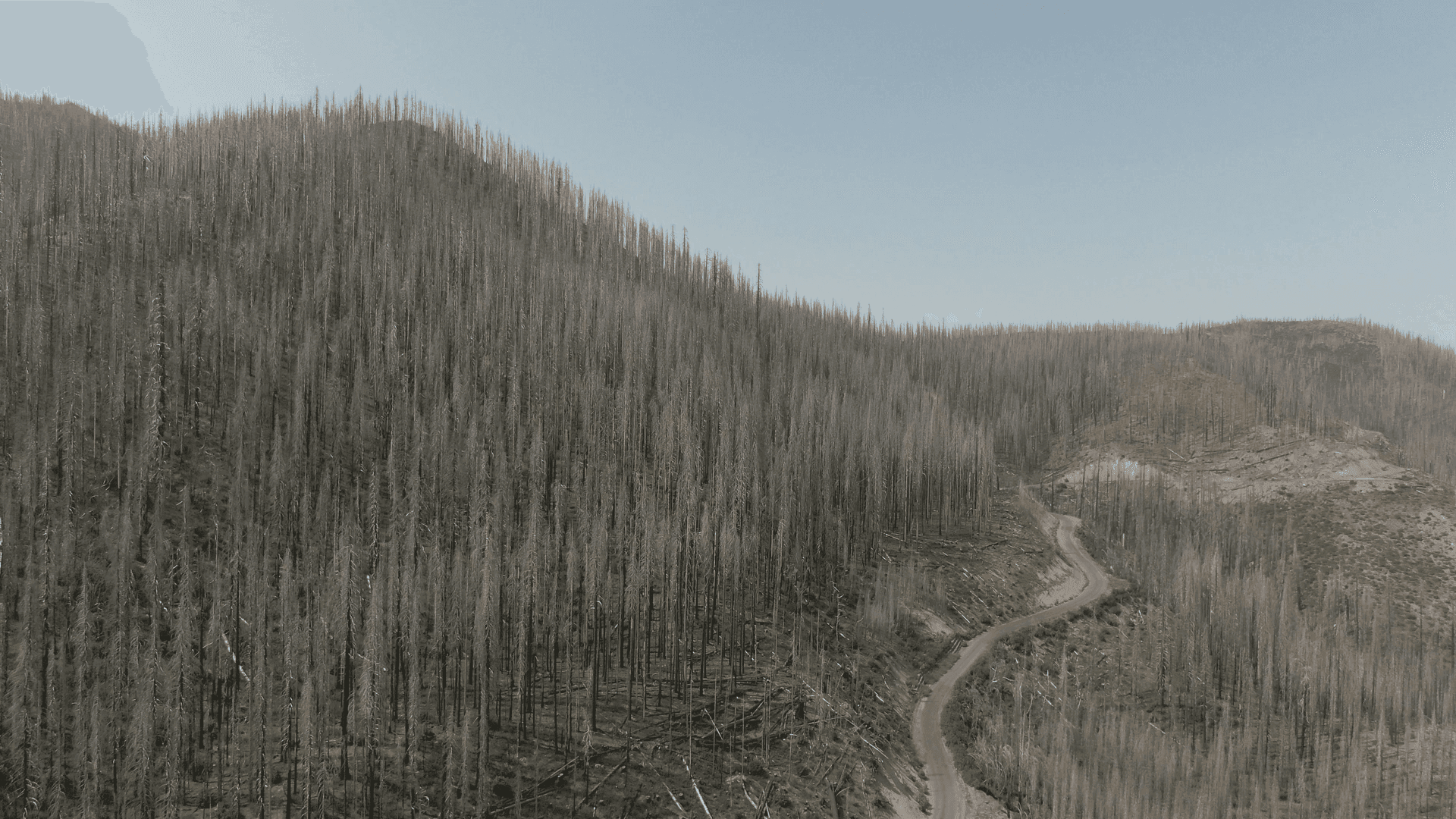 Burnt forest landscape