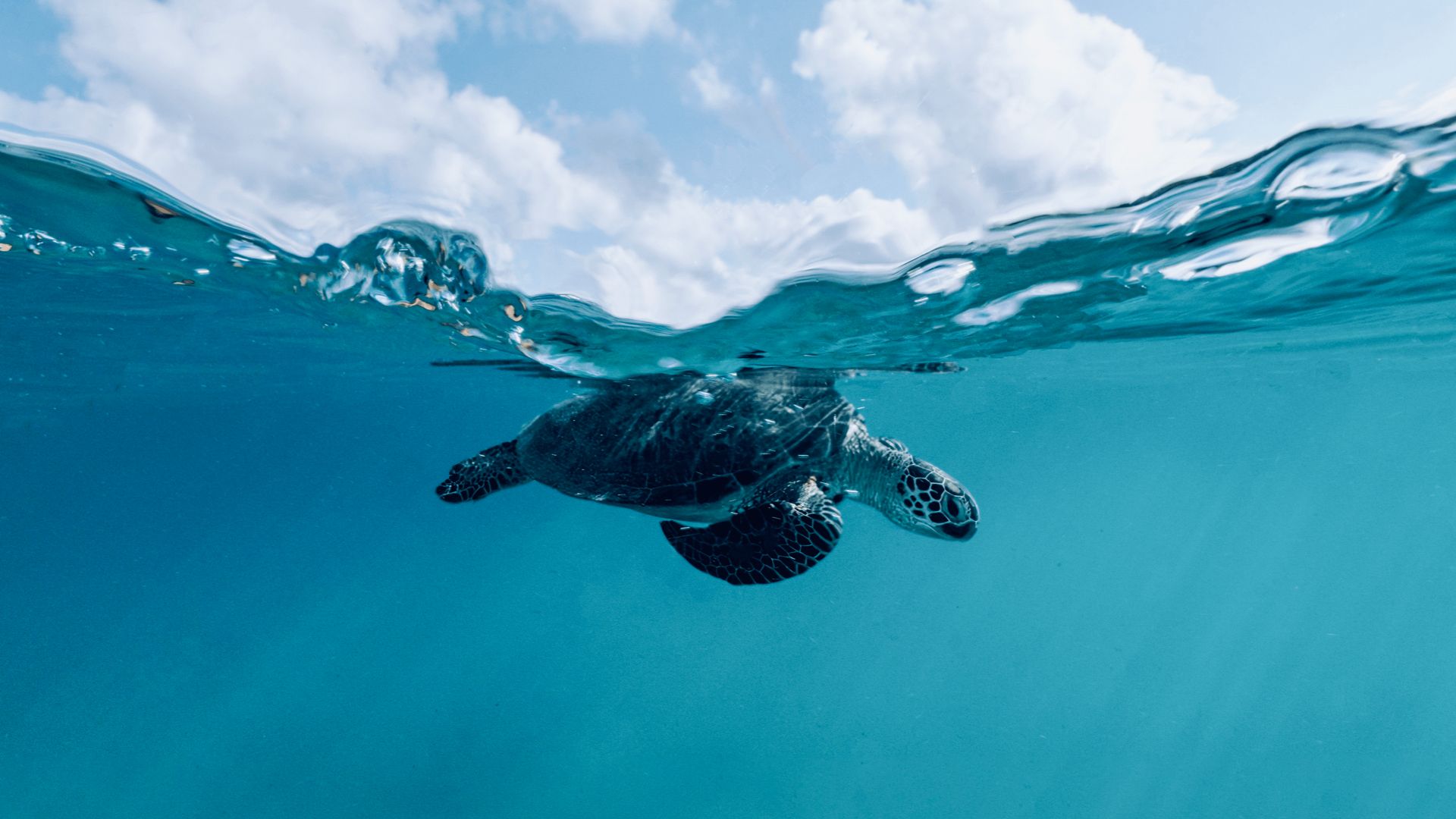 The hidden world beneath the waves