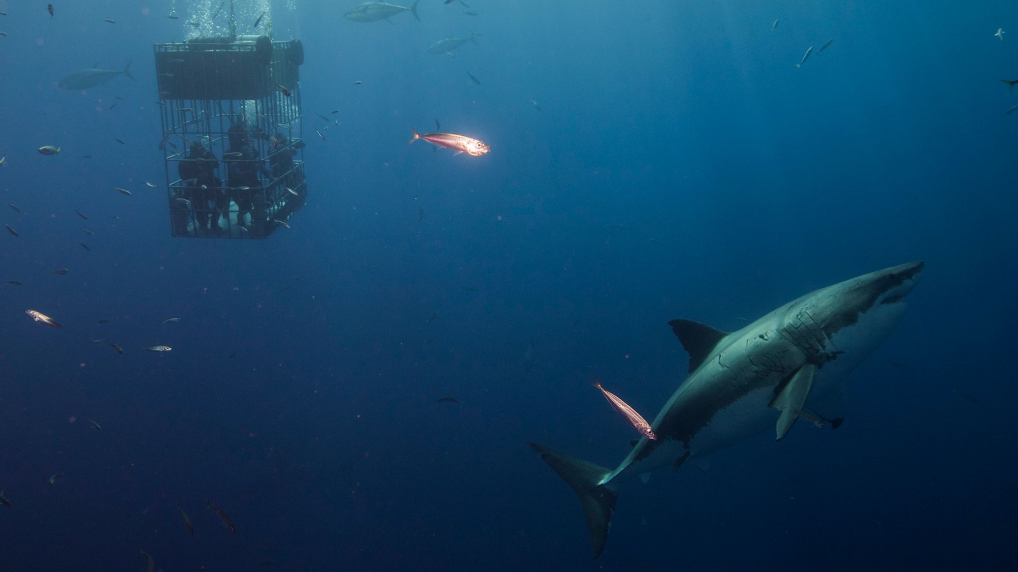 South Africa's Oceans Hold Cancer-Fighting Secrets