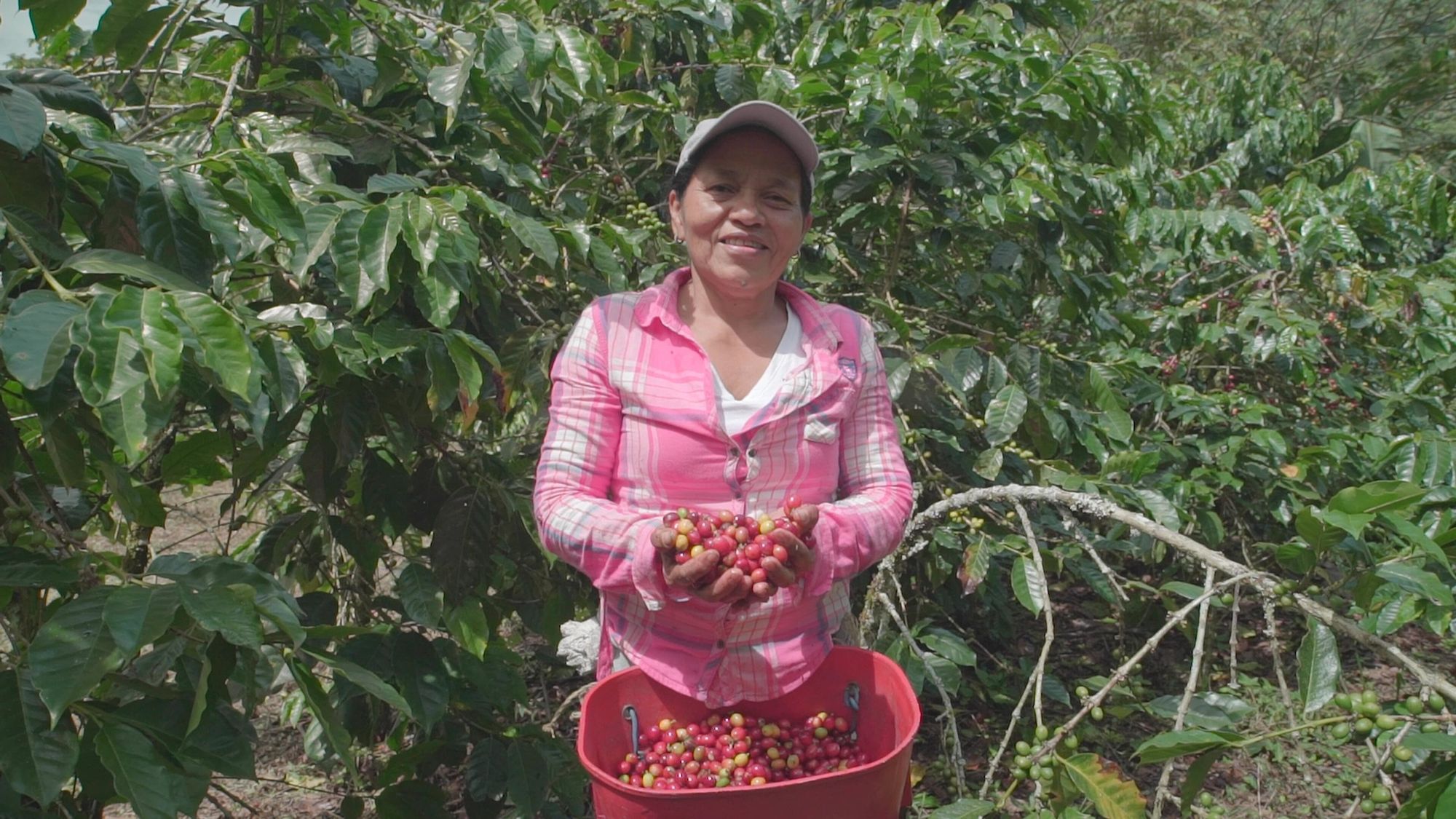 Coffee producers fight climate change