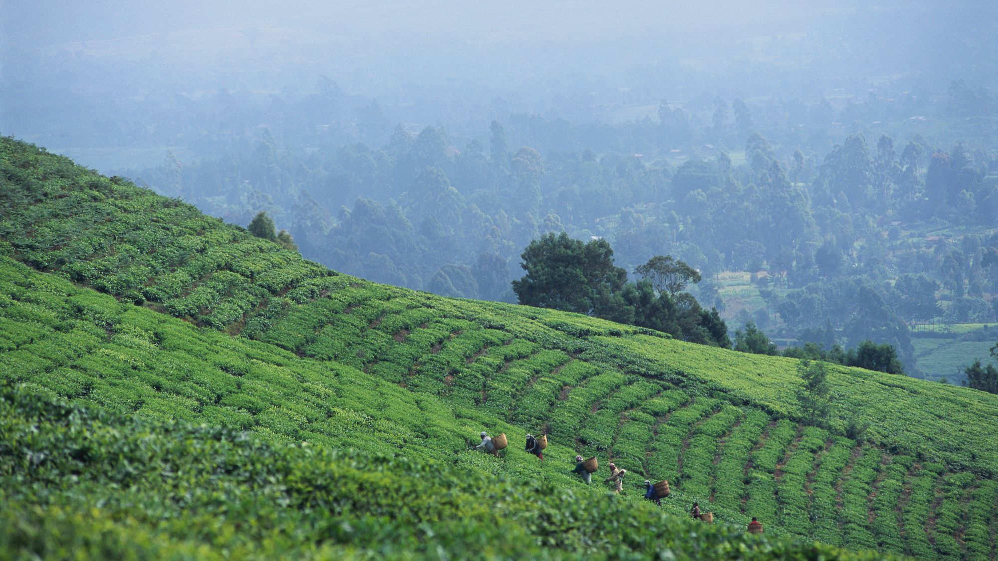 Enabling growth in Africa's agricultural economy - Absa Insights 2