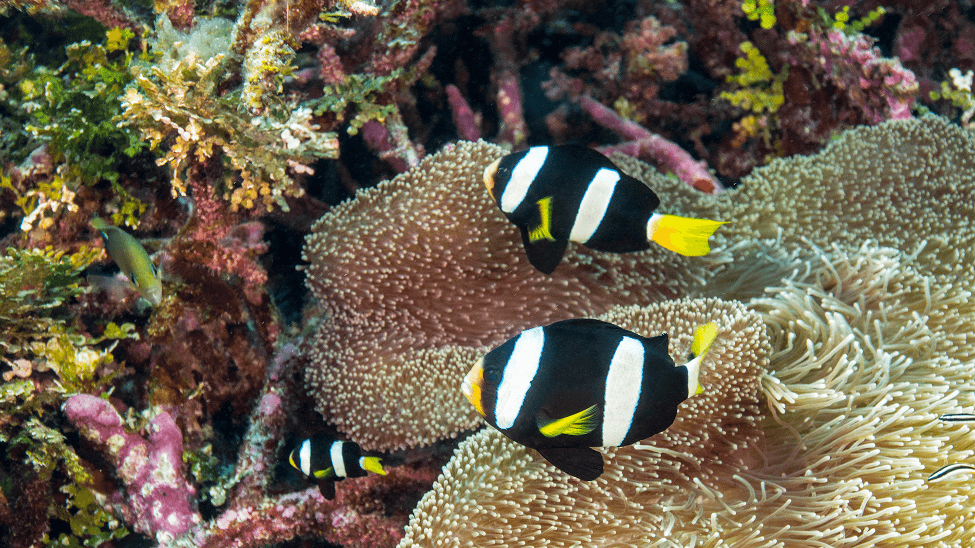 Clark's anemonefish, yellow-tailed anemonefishes