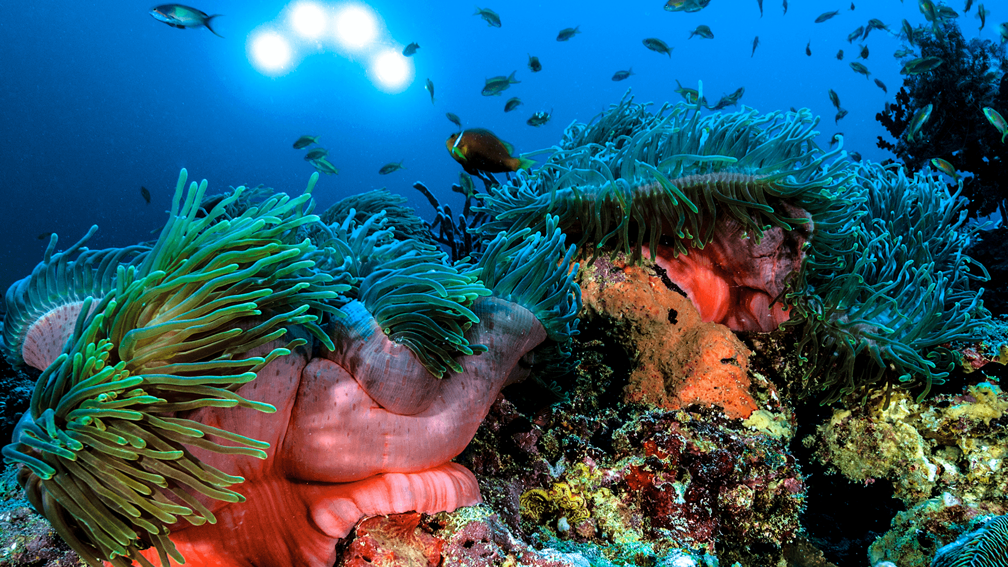 The underwater world of Maldives