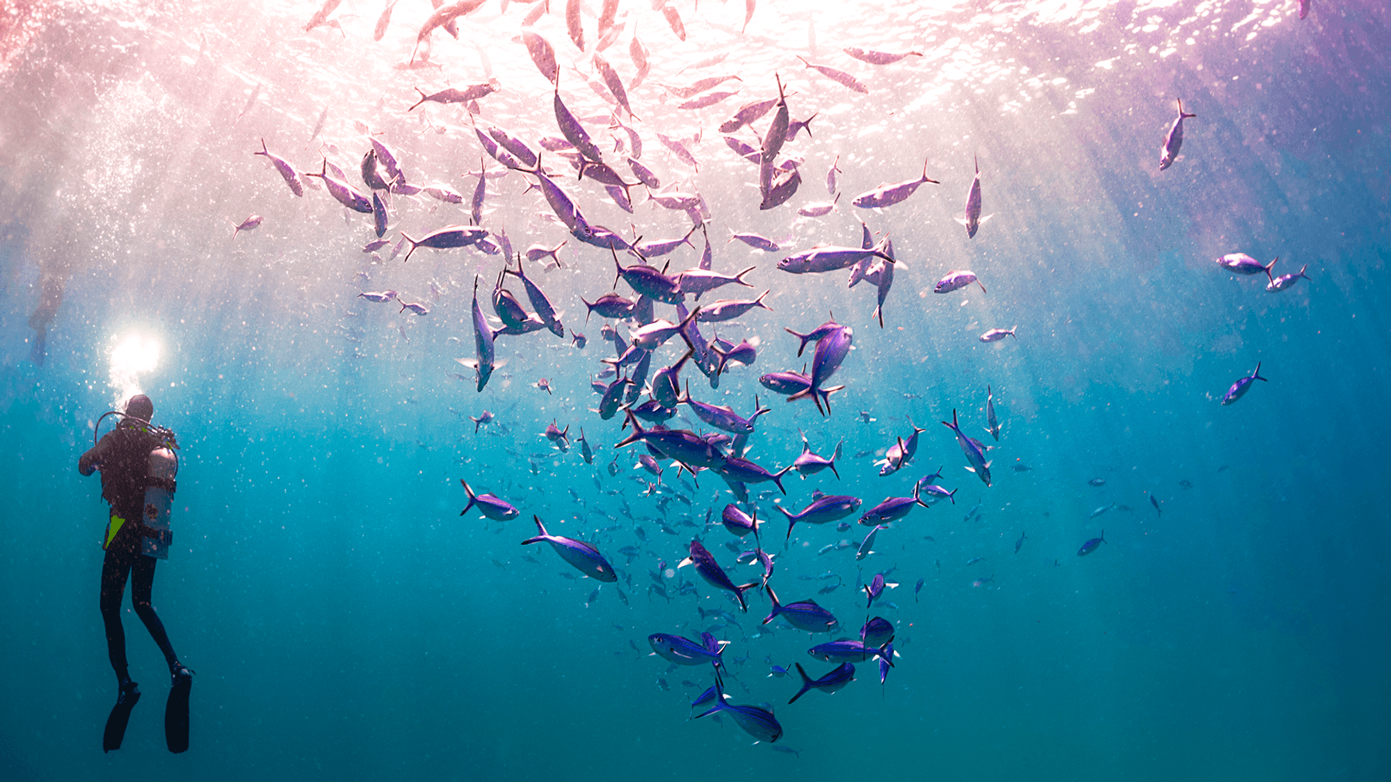 Scuba Diver with a school of fishes