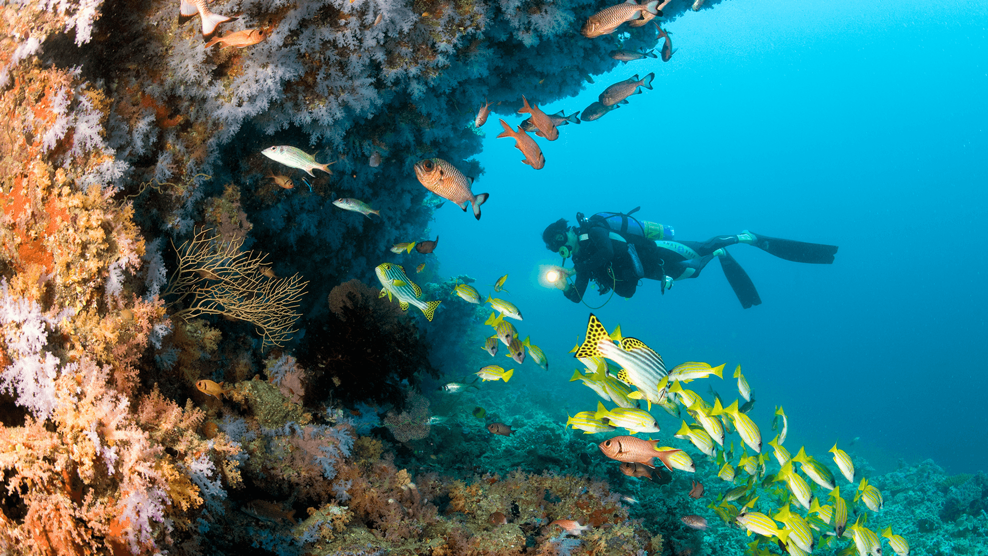 Diver, Healthy Reef, Maldives
