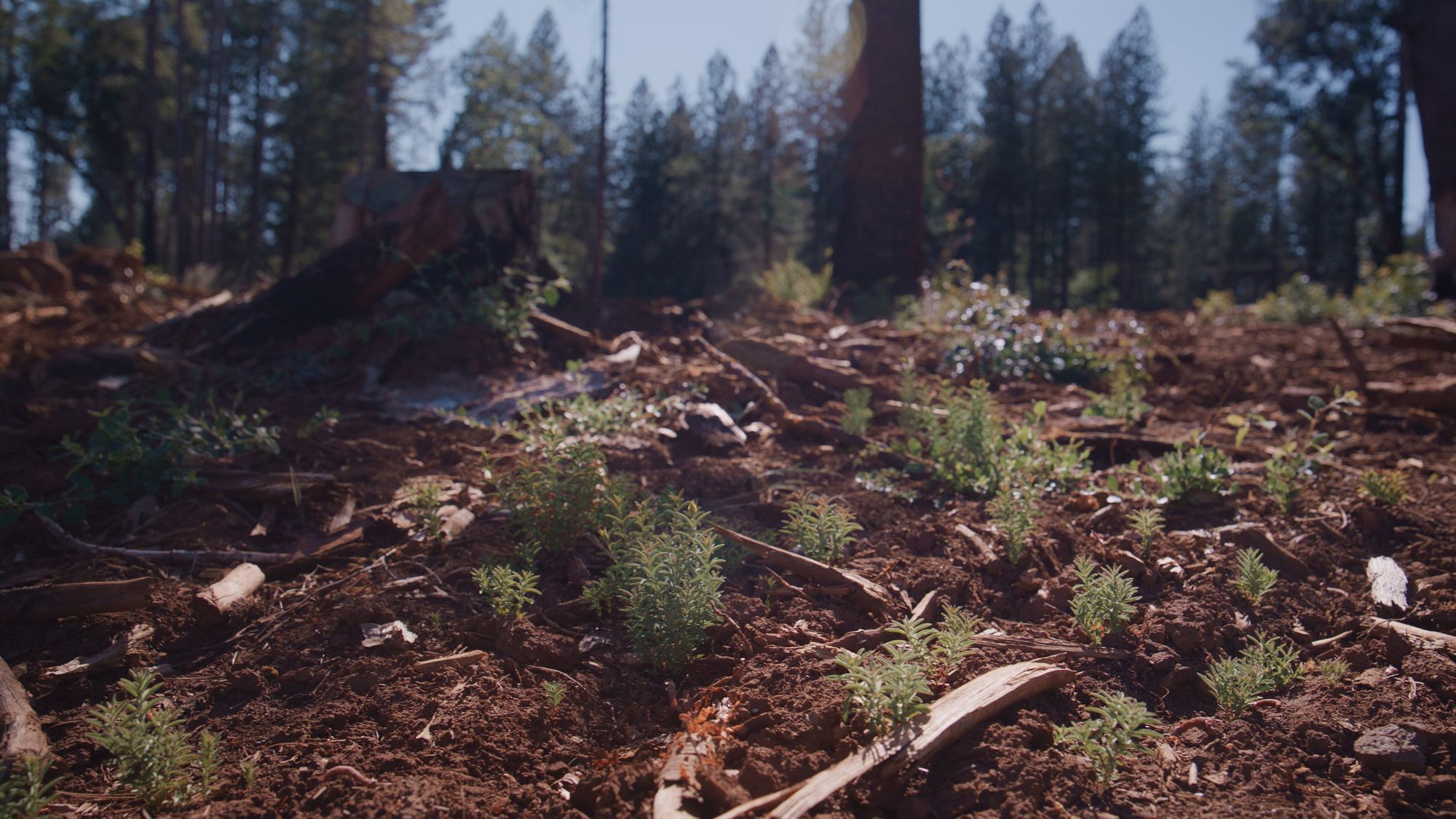 Vegetation growing on forest floor