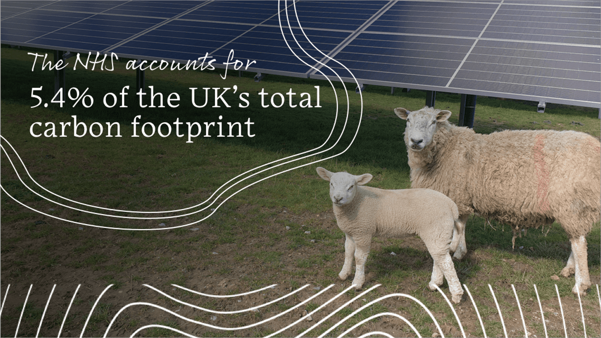 In Hull, sheep are used to graze the land surrounding the solar panels which power Hull University Teaching Hospitals NHS Trust.