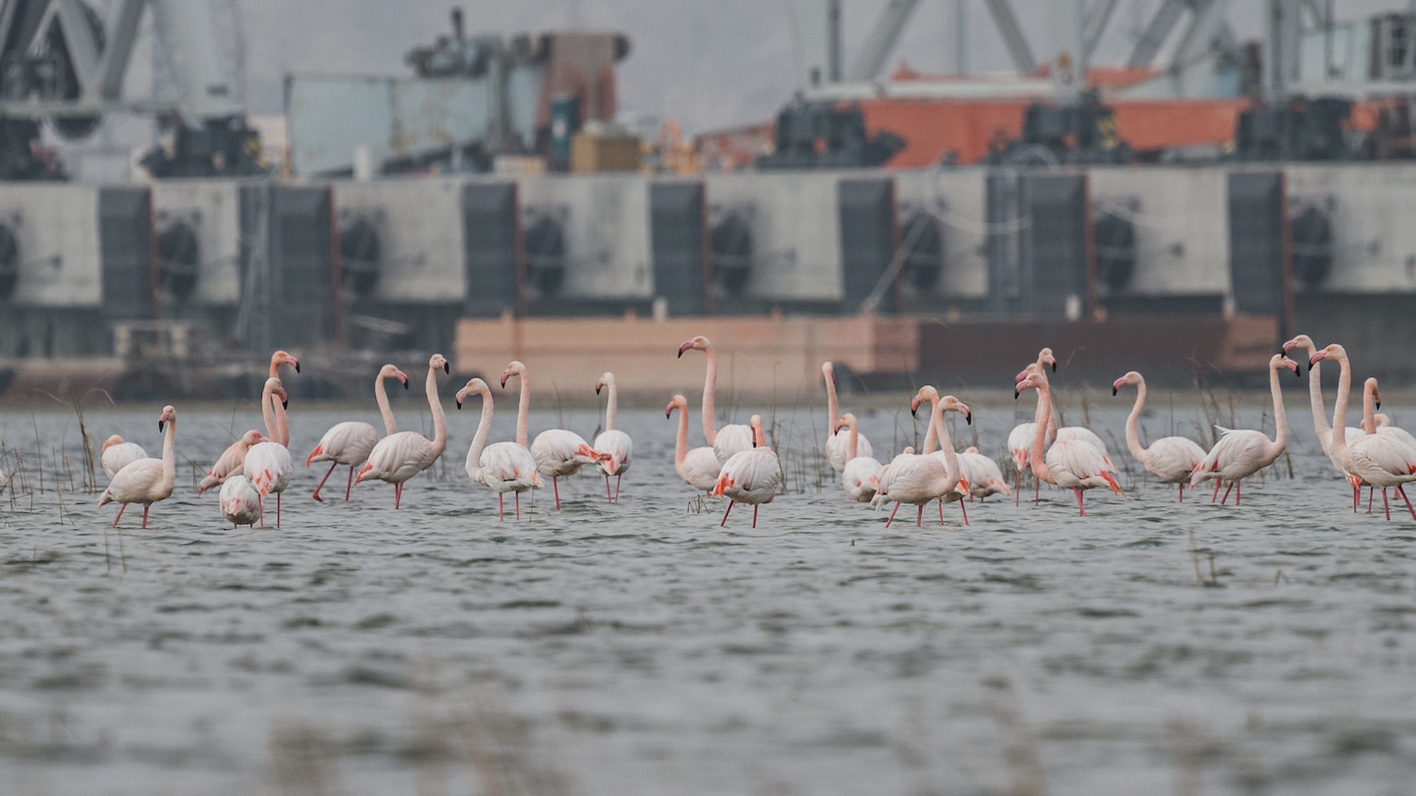 Flamingos at port