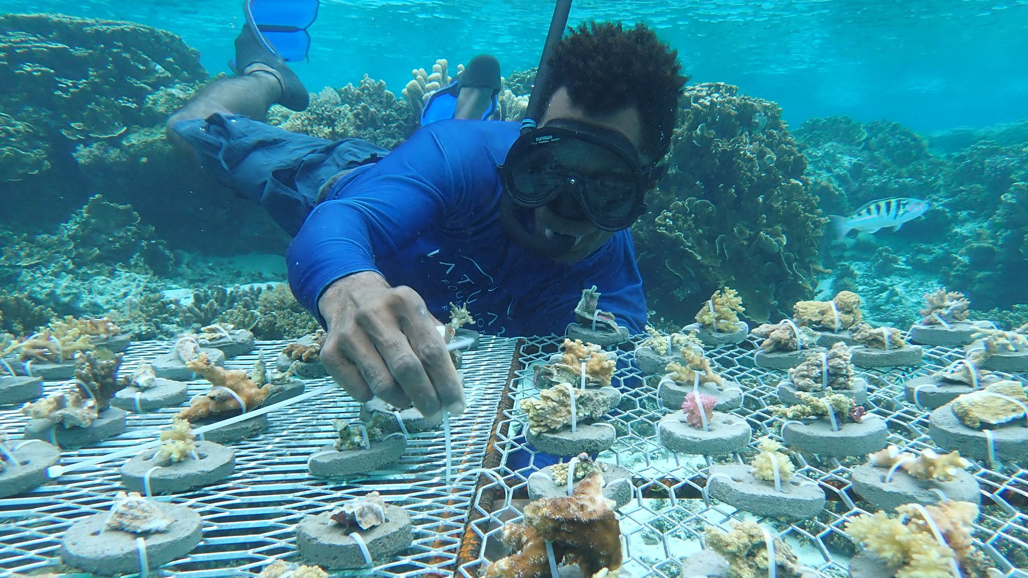 Vatuvara Foundation Coral Planting