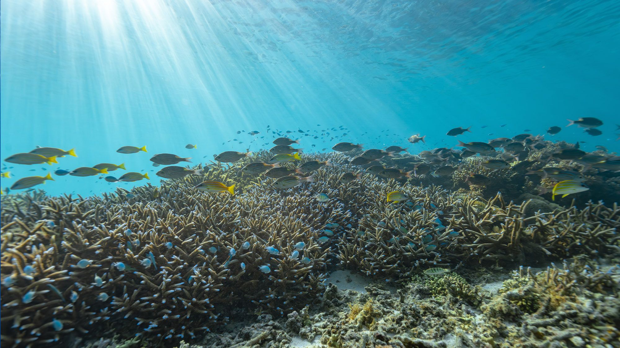 Wakaya Island Resort Wakaya Coral Nursery