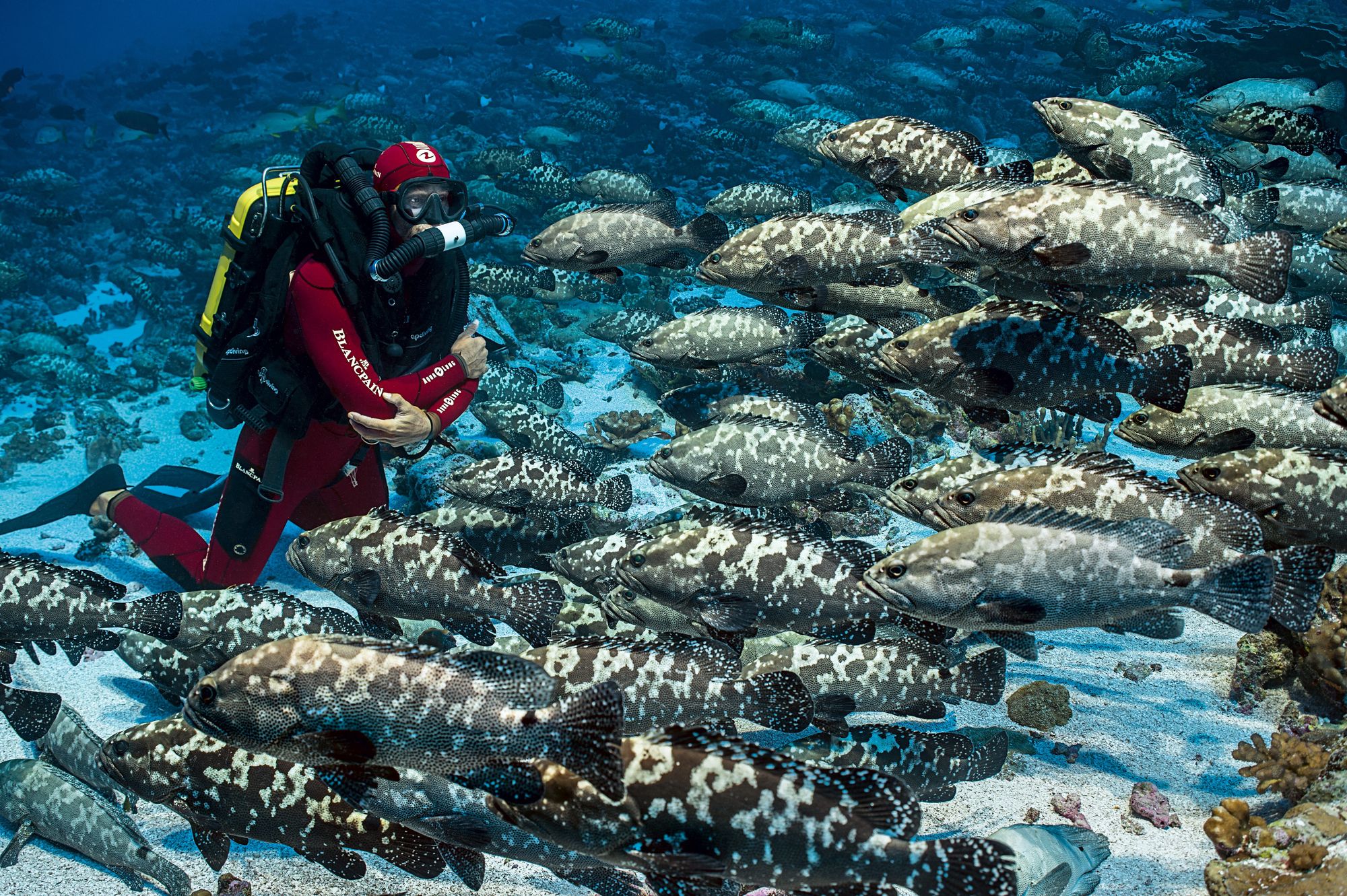 A 24 Hour Dive with 700 Sharks