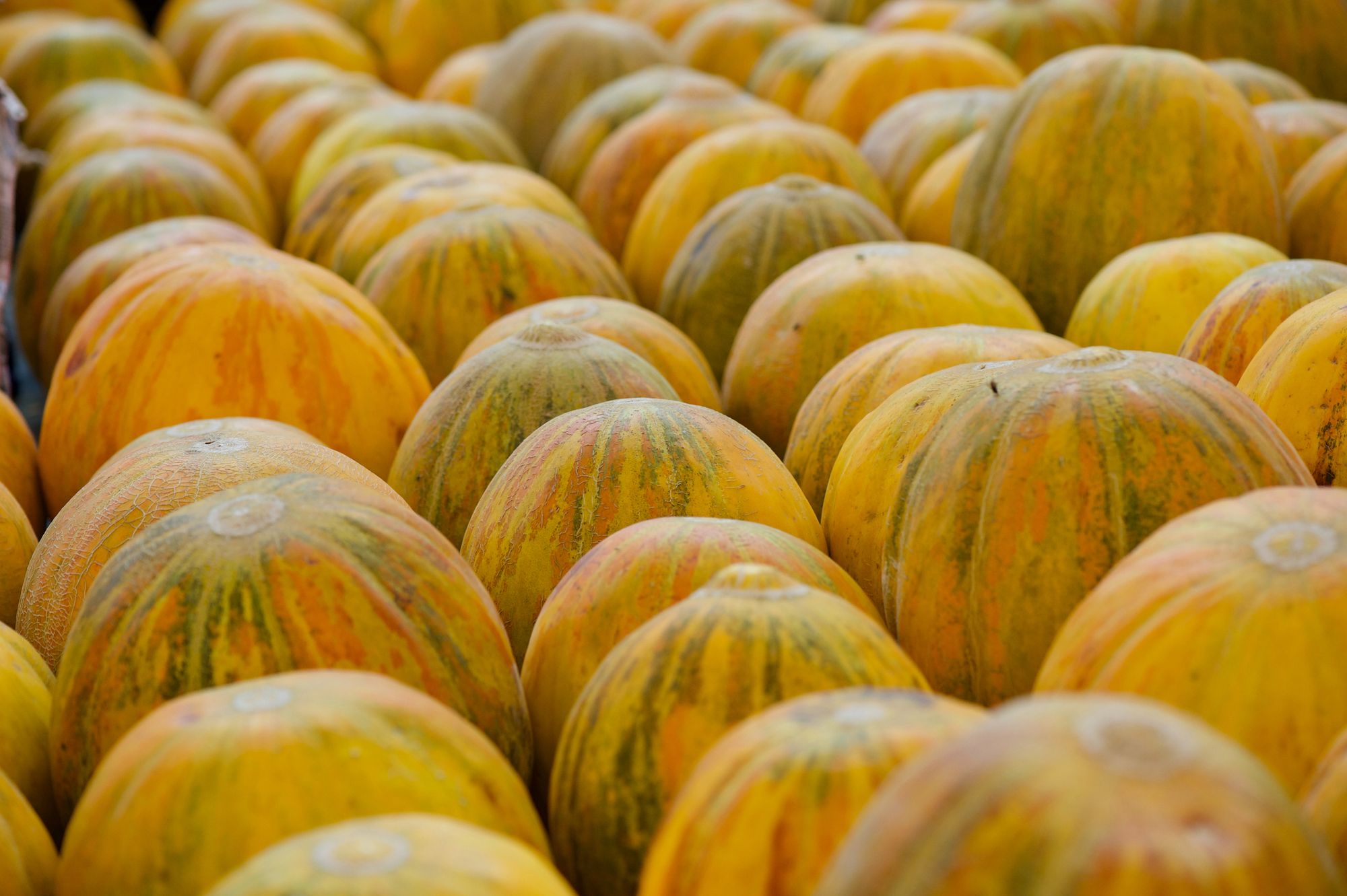 Fruit: Uzbekistan Trade