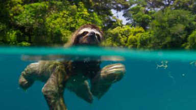 Pygmy three-toed sloth on the island of Escudo de Veraguas, Panama (Credit: BBC 2016) Pygmy three-toed sloth on the island of Escudo de Veraguas, Panama (Credit: BBC 2016)
