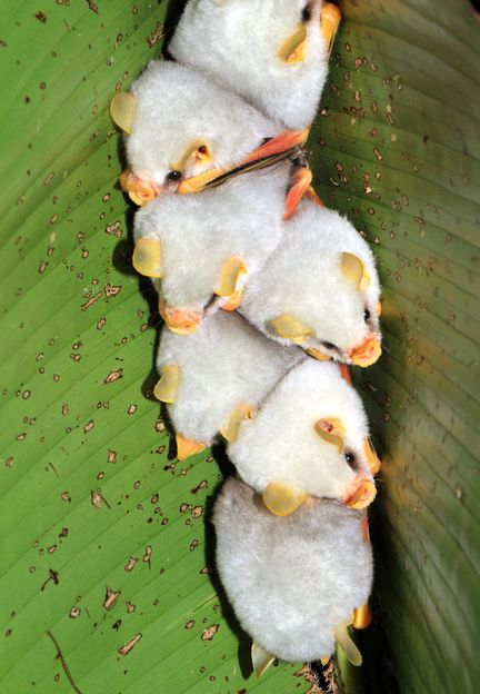 Tent-making bats look like white cotton balls with yellow-orange noses and ears (Credit: Credit: Emmanuel Rojas Valerio) Tent-making bats look like white cotton balls with yellow-orange noses and ears (Credit: Credit: Emmanuel Rojas Valerio)