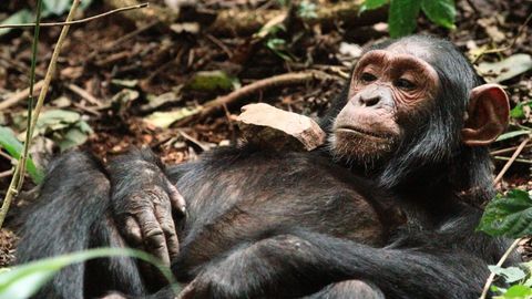 The chimps that play with dolls