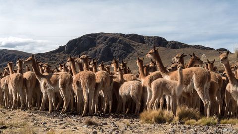 The ancestral art of herding vicuna