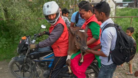 The man who saves cows on his motorbike