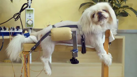 The bizarre things people buy for pets
