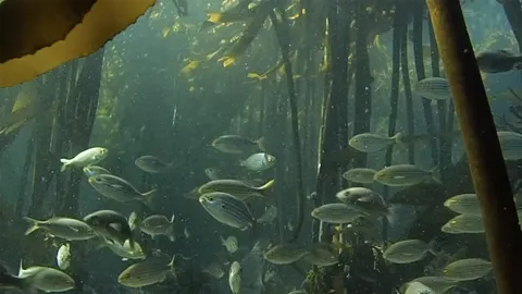 Secrets of an underwater forest