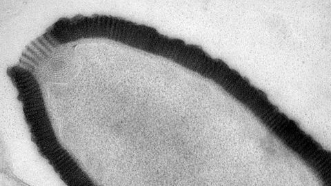 How ancient viruses could emerge again