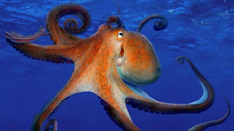 Octopus: The thief of the deep