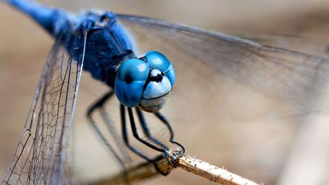 The dragonflies' world of slow motion