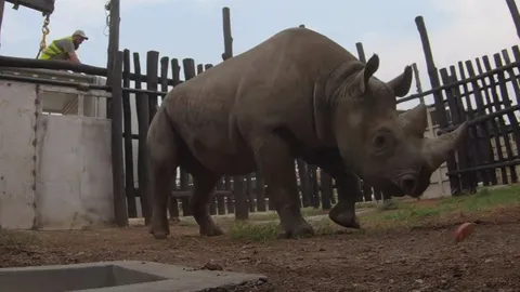 The world’s largest rhinos transfer