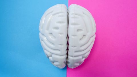 Do our brains have a sex?