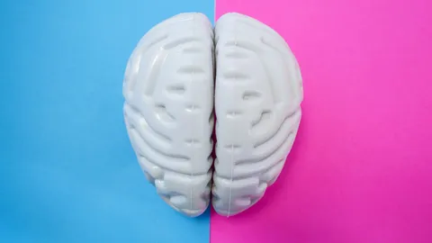 Do our brains have a sex?