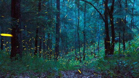 The forest of thousands of fireflies