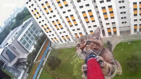 Keeping cats in high-rise flats safe