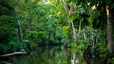 The rainforest untouched by humans