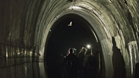 The Nazi tunnels rescuing wildlife