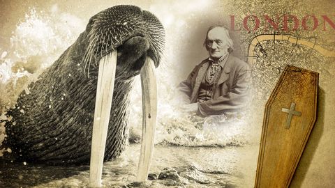 The walrus found in a human grave