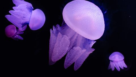 Why jellyfish could be a perfect food