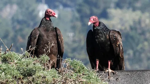 The surprising truth about vultures